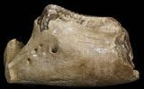 Partial Mammoth Lower Jaw With Huge Molar - North Sea #35699-6